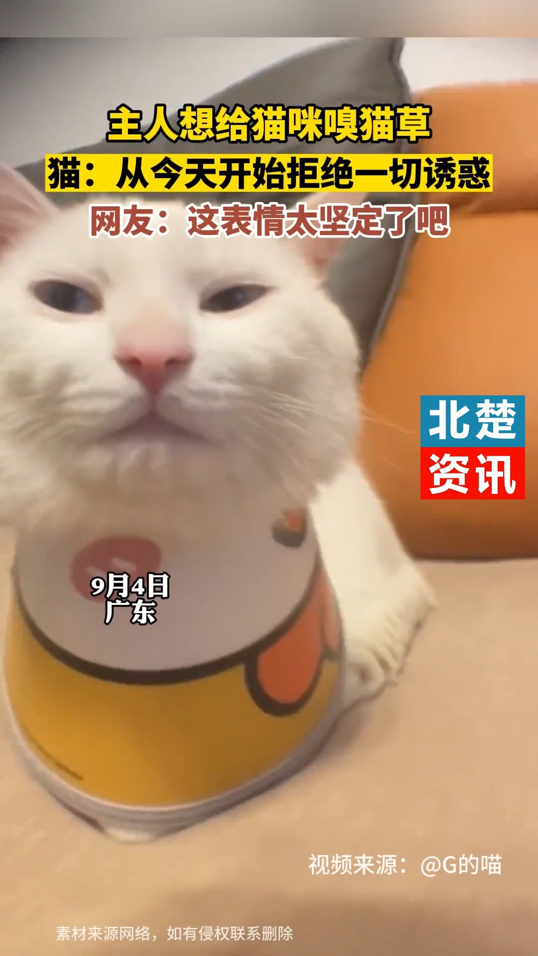 9月4日,广东,主人想给猫咪嗅猫草,猫:从今天开始拒绝一切诱惑.(来源@G的喵 )#猫咪成精 #萌宠