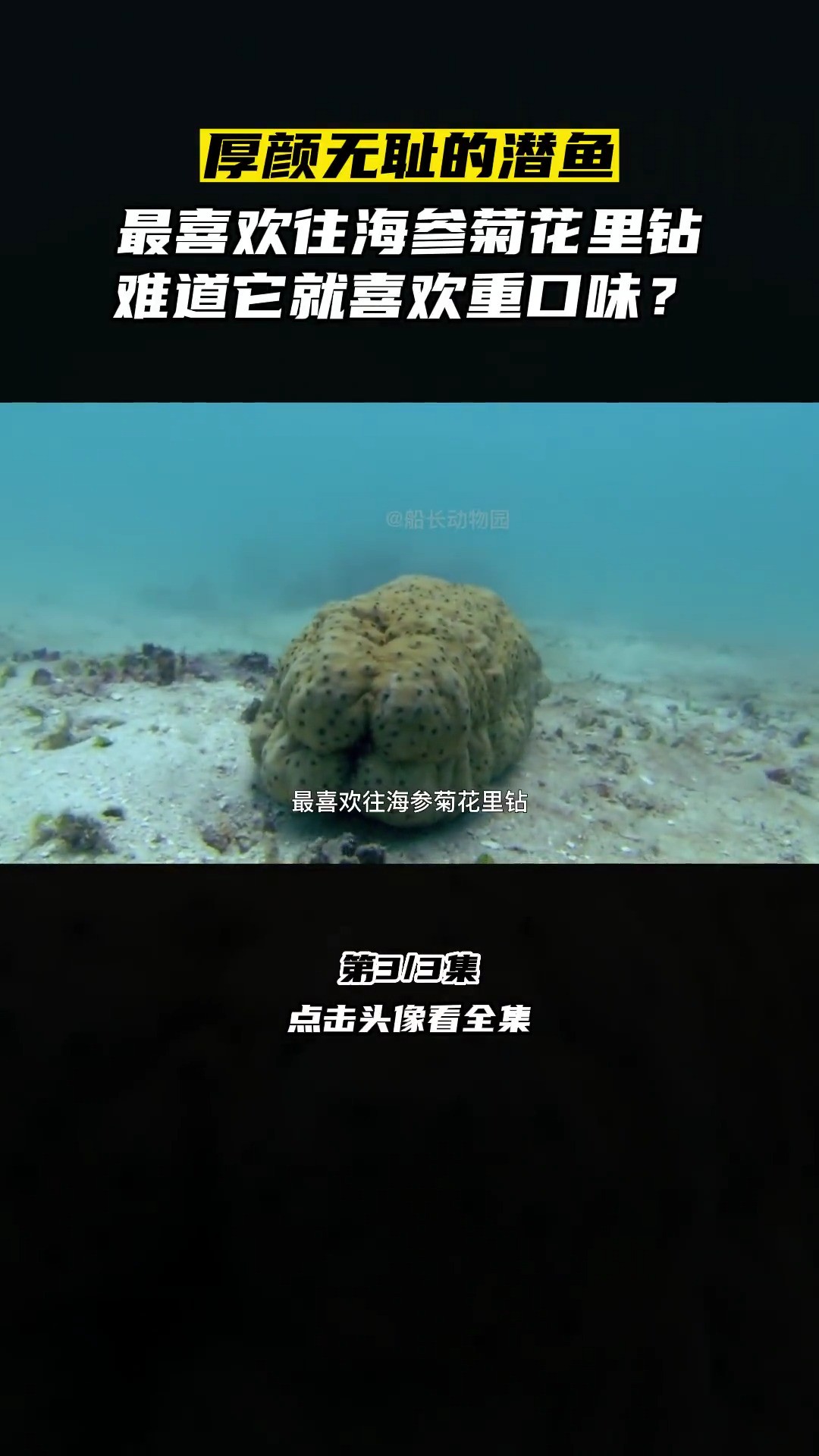 隐鱼为啥喜欢钻菊花?#海洋生物#潜水#海底世界#搞笑