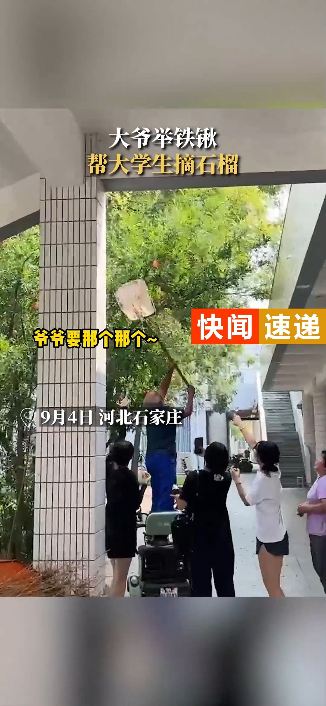 大爷举铁锹帮大学生摘成熟石榴#大学生 #老人 (素材来源:@萨北小狗 )