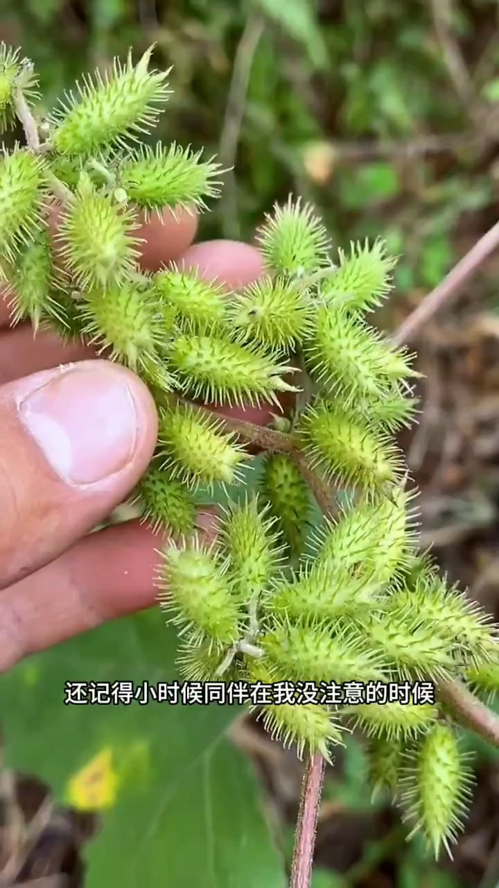 苍耳子 科普 