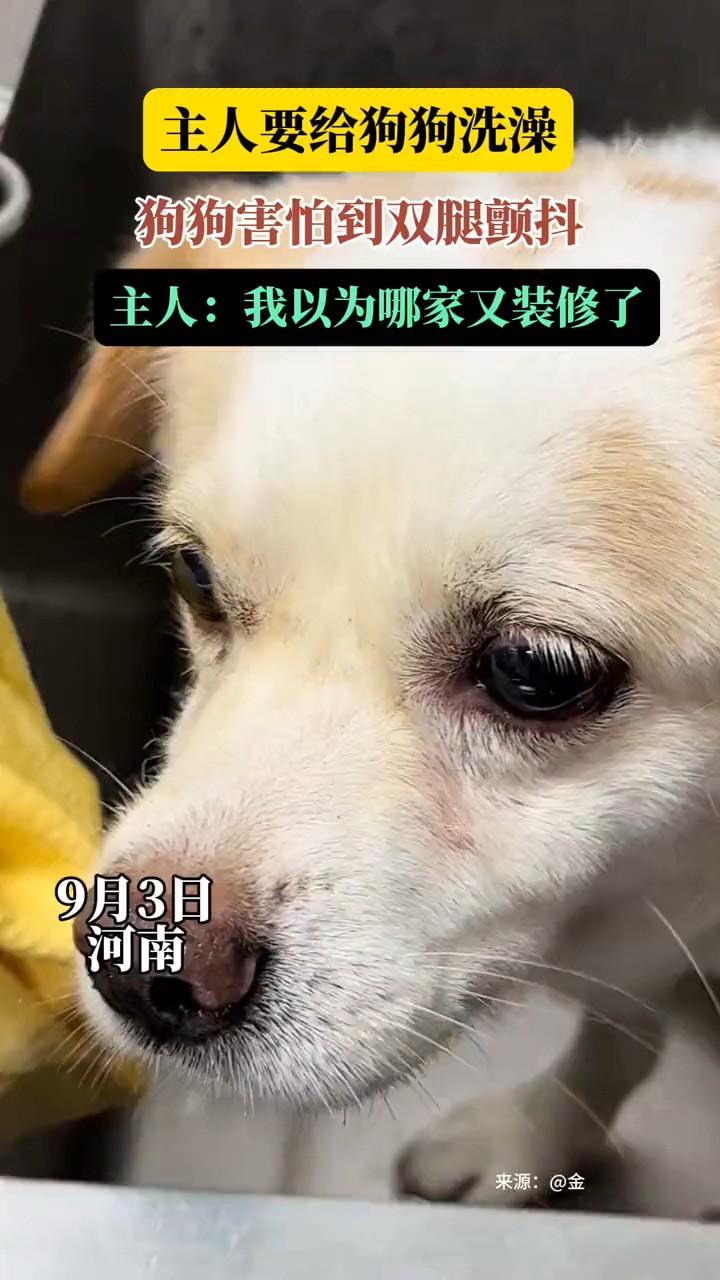 这是电动小马达吗?狗狗洗澡,狗狗害怕到双腿颤抖,主人:我以为哪家又装修了 (来源:日照日报)