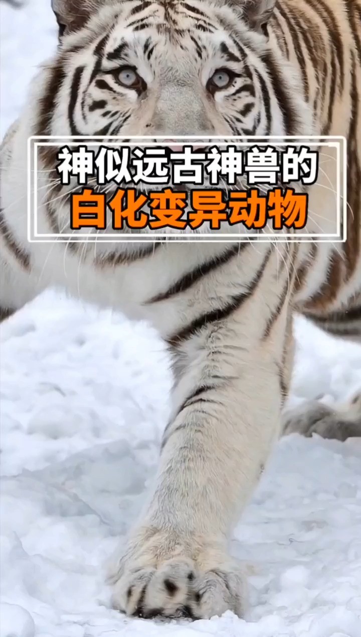 变异白化动物#科普