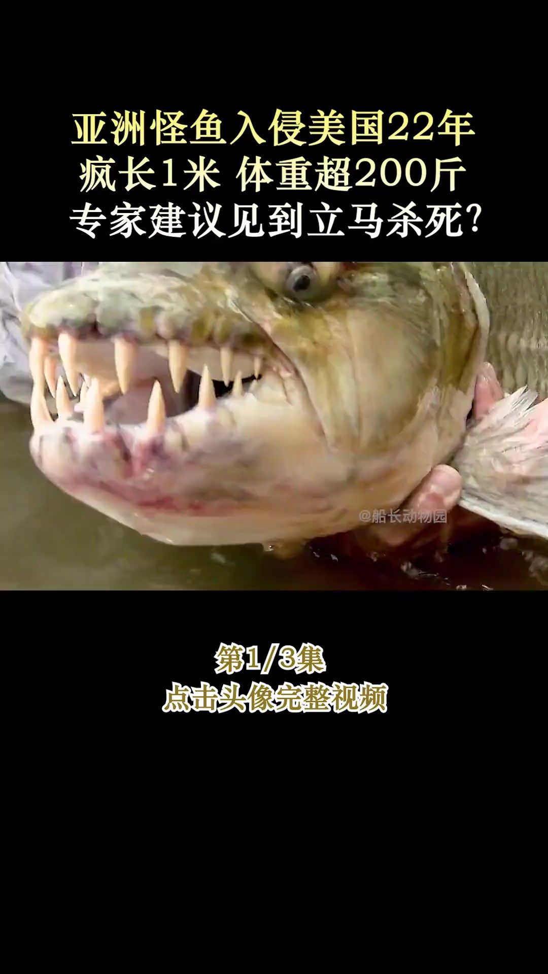 亚洲怪鱼入侵美国22年,疯长1米、体重超200斤,专家建议见到立马杀死?#蛇头鱼