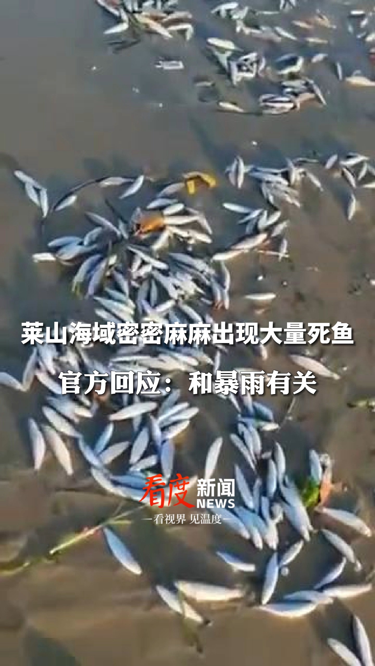 密密麻麻沿海岸线分布!#烟台莱山海域出现大量死鱼,官方回应:暴雨把淡水鱼冲到海里死亡 #热点事件