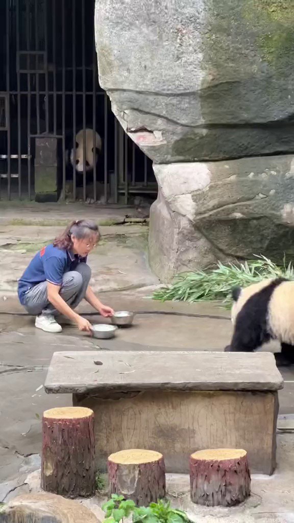 没有哪只小熊能抵挡住盆盆奶的诱惑