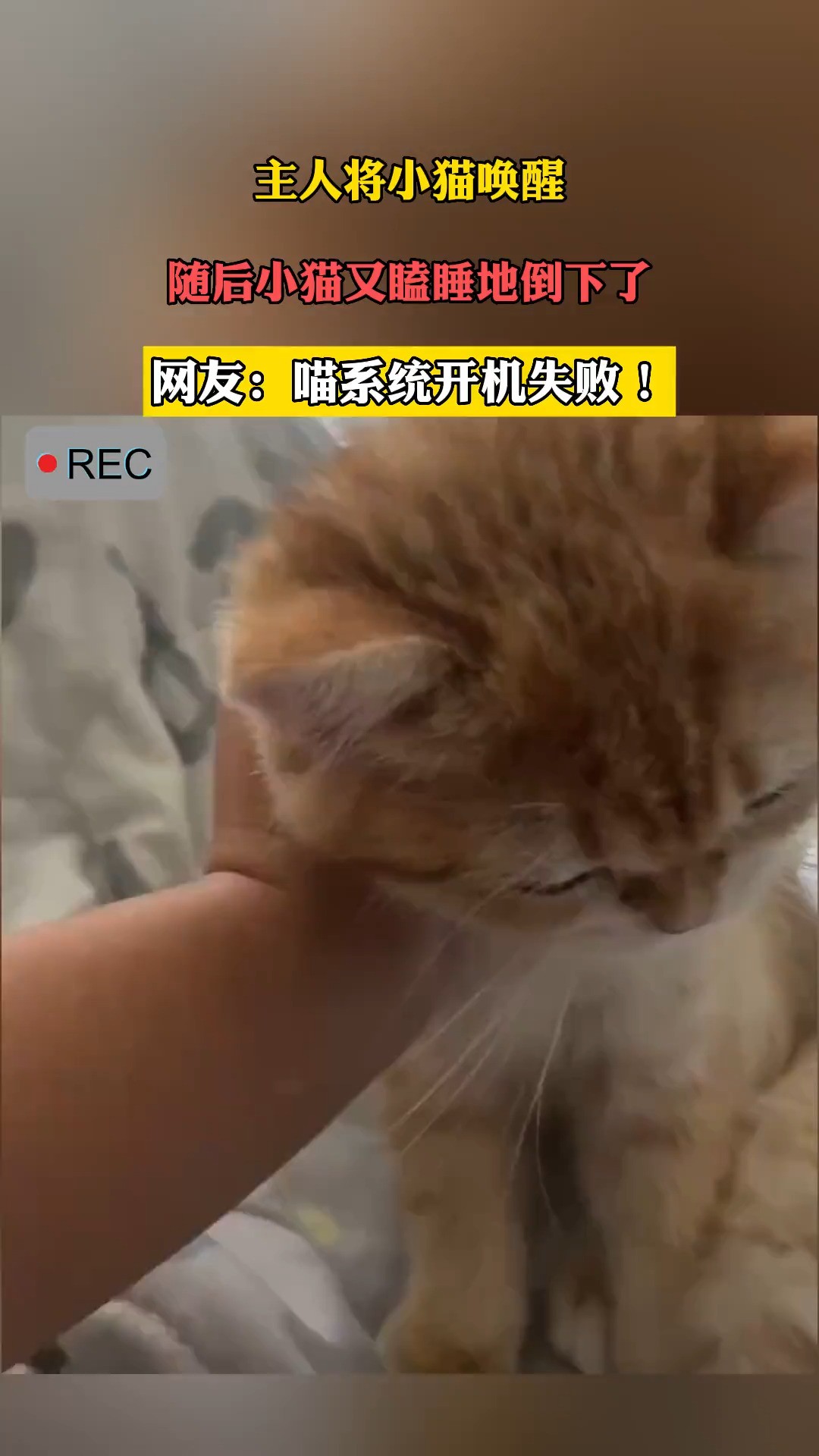 主人将小猫唤醒,随后小猫又瞌睡地倒下了.网友:喵系统开机失败!#搞笑 #萌宠 #猫