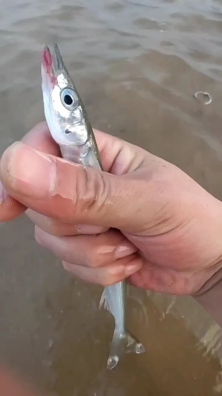 海边赶海抓海鲜,发现了一条红嘴唇的小青鱼,还有许多奇怪的海洋