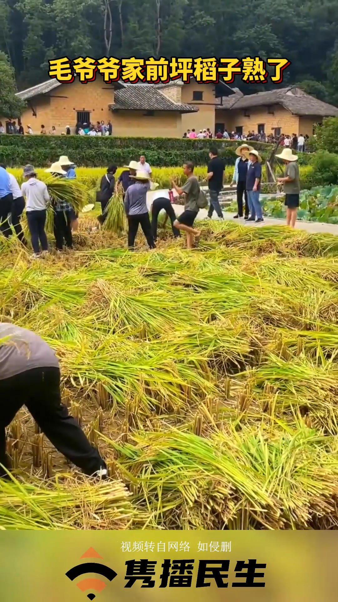 2023年9月20日,湖南韶山.毛爷爷家的前坪祖田大丰收啦!人们弯着腰在忙碌地收割水稻,有的在踩打稻机,还有的在搬运粮食.这真是一派繁忙的景象啊...