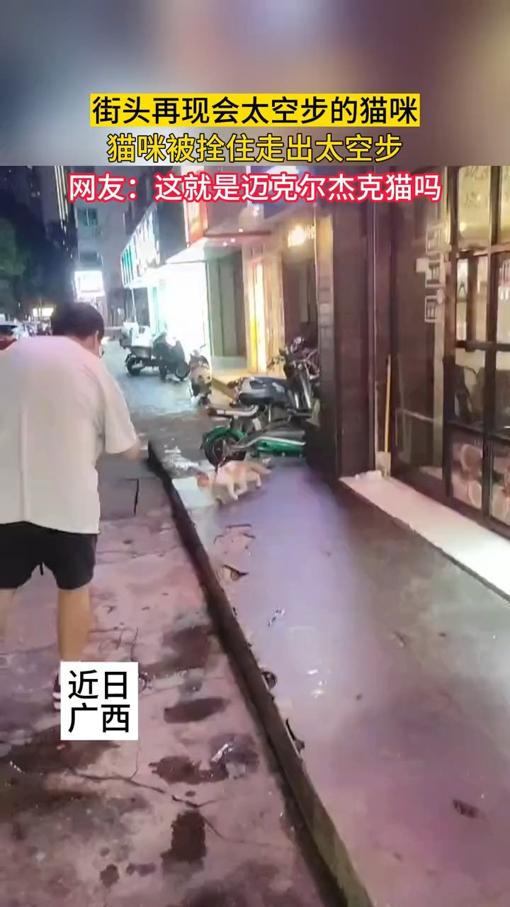 街头再现会太空步的猫咪,猫咪被拴住走出太空步,网友:这就是迈克尔杰克猫吗.(素材来源:Jeoooong408)