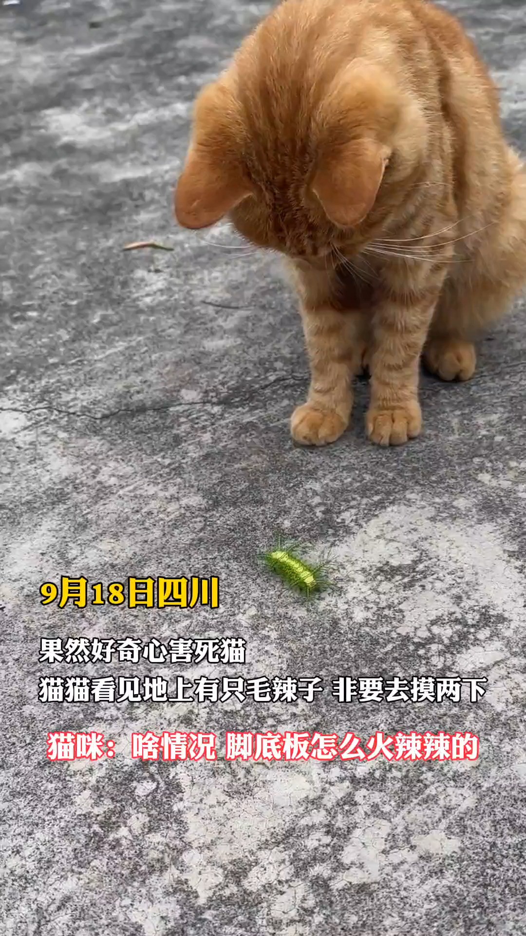 果然好奇心害死猫 猫猫看见地上有只毛辣子 非要去摸两下…