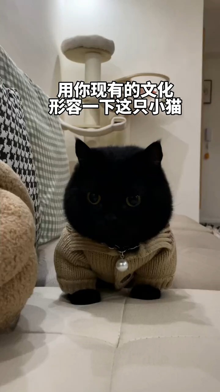 我先来,黑皮体育生,#猫咪的可爱瞬间 