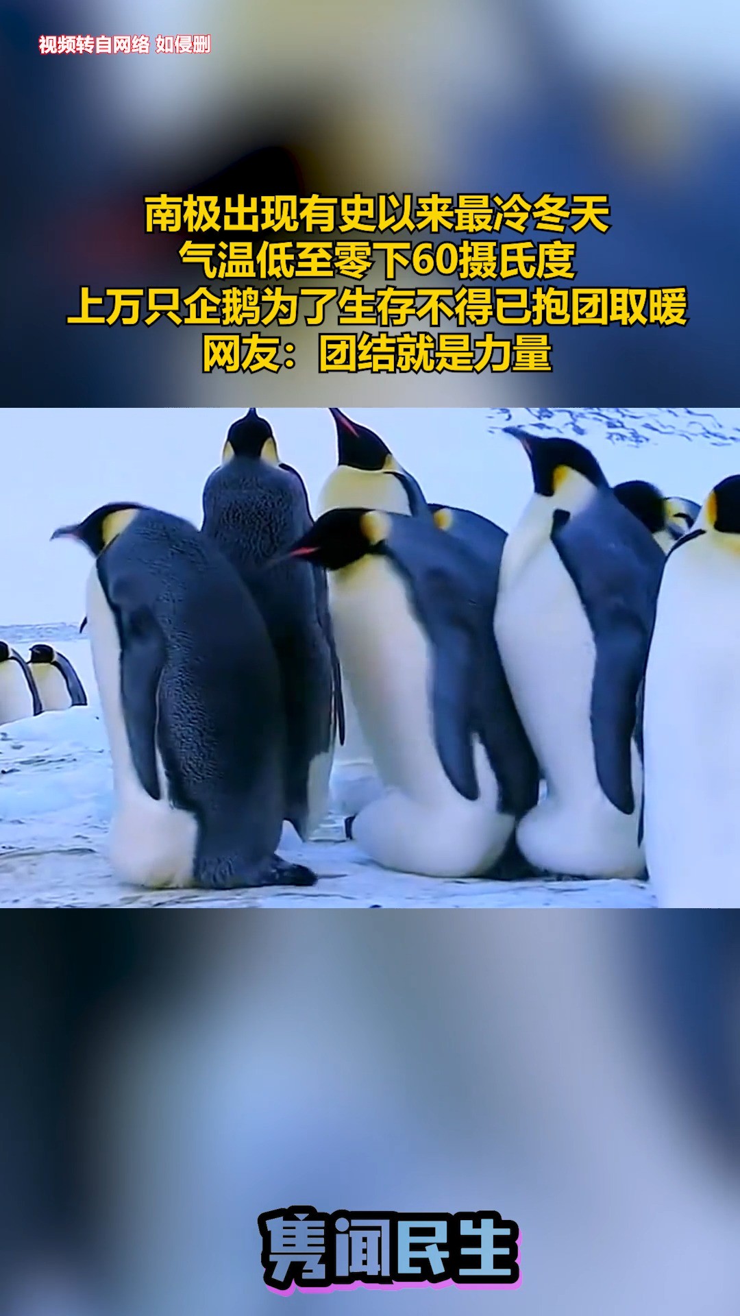 南极出现有史以来最冷冬天,气温低至零下60摄氏度,上万只企鹅为了生存不得已抱团取暖