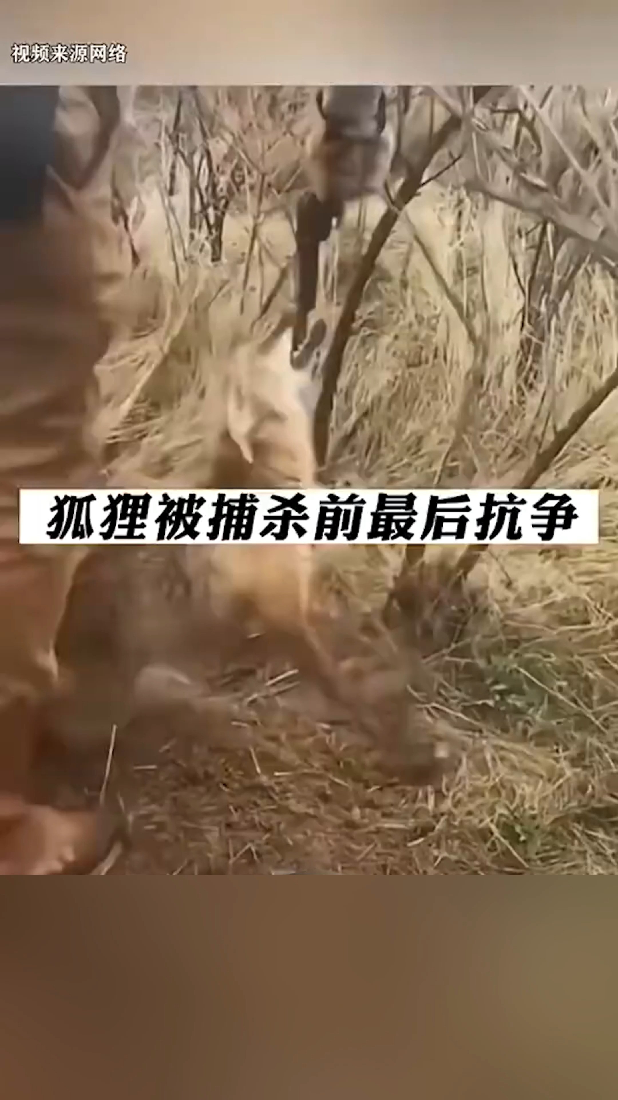 狐狸在背捕杀钱做的最后斗争 