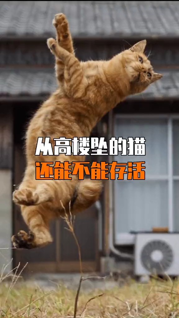 从高楼聚落的猫是否还能存活?