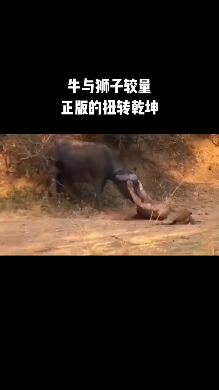 动物世界