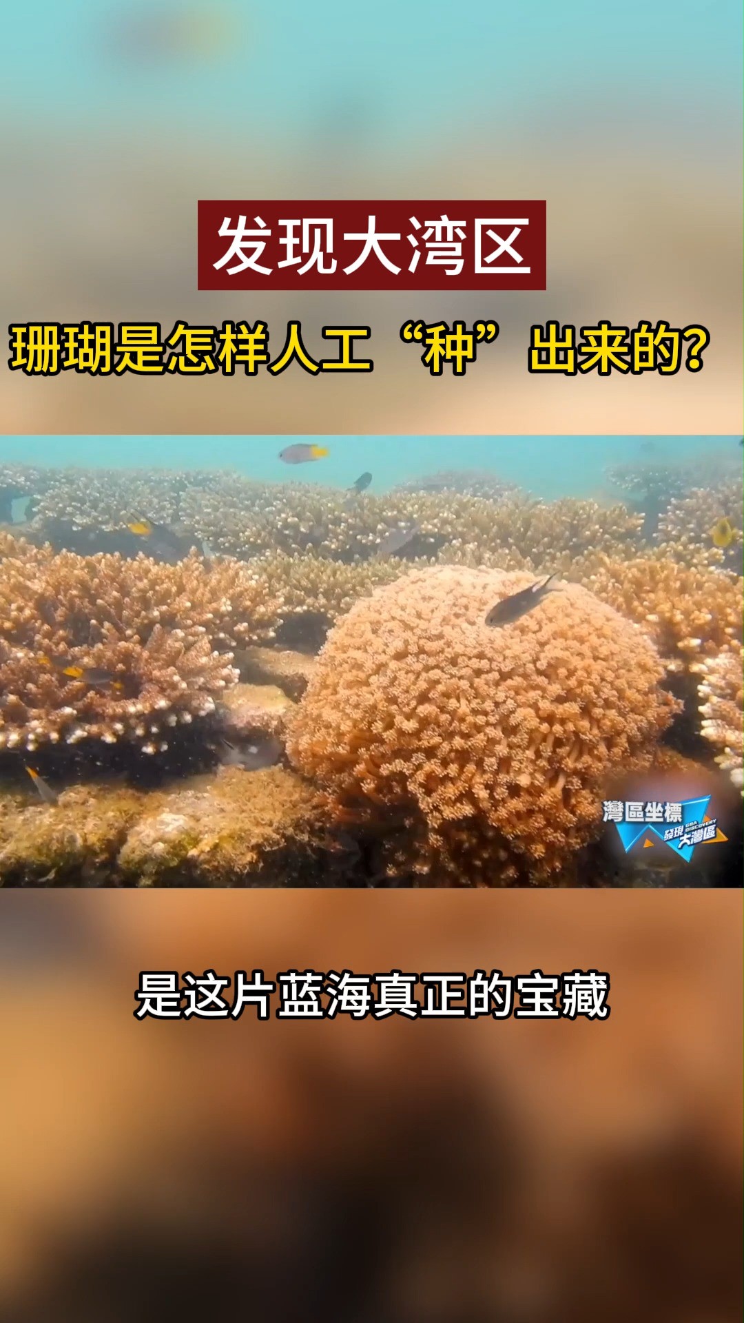 珊瑚是怎样人工“种”出来的?#发现大湾区 #珊瑚