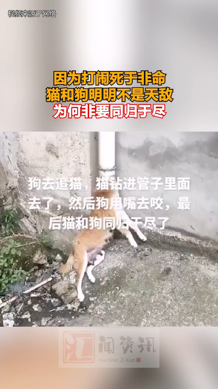 因为打闹死于非命 猫和狗明明不是天敌 为何非要同归于尽