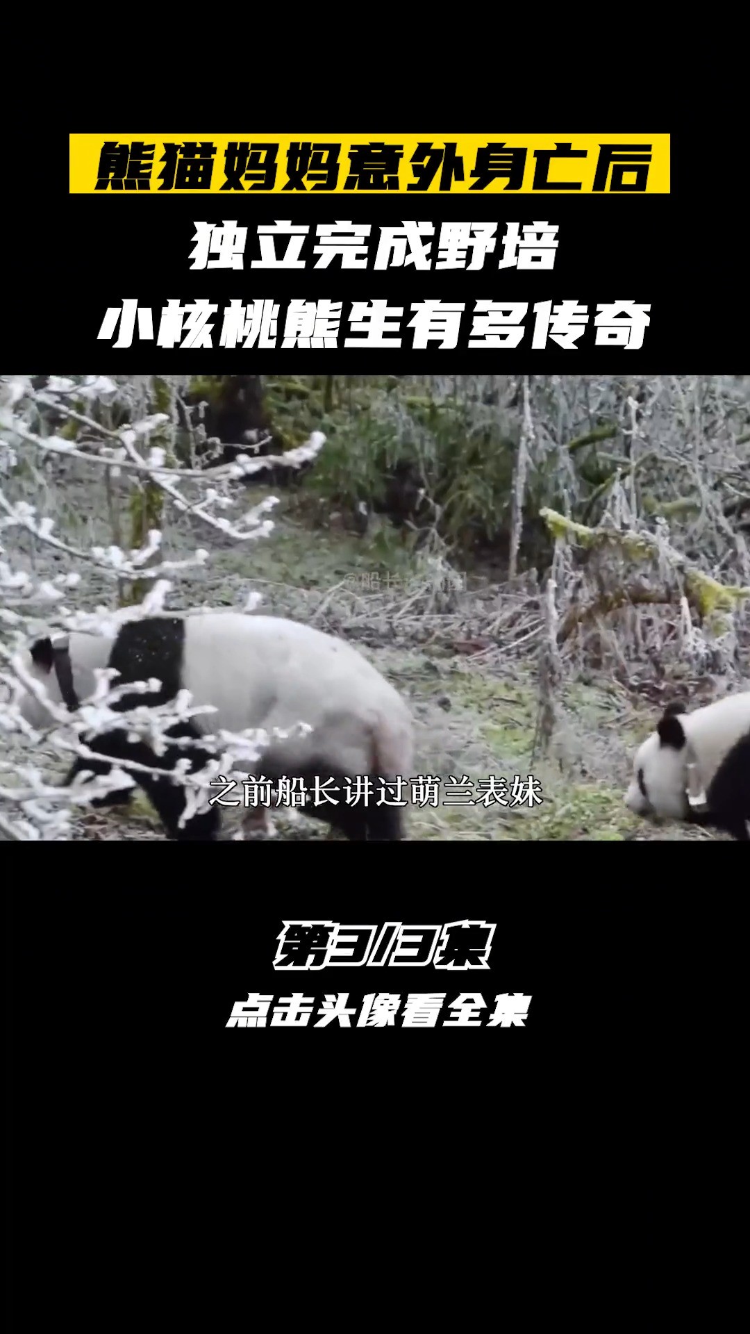 熊猫妈妈意外身亡后,独立完成野培,熊猫小核桃熊生有多传奇国宝大熊猫熊猫小核桃熊猫野培神奇动物在