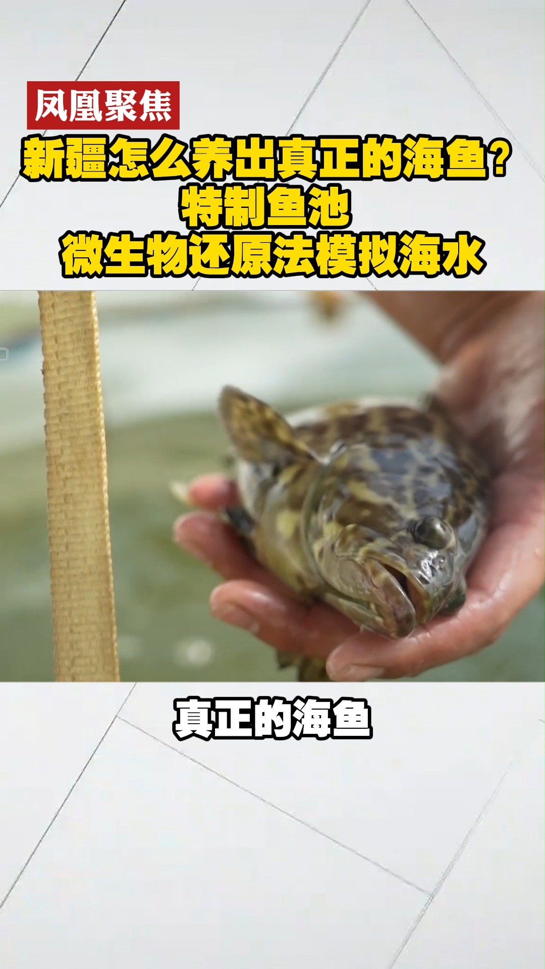 新疆怎么养出真正的海鱼?特制鱼池 微生物还原法模拟海水#凤凰聚焦 #新疆海鲜