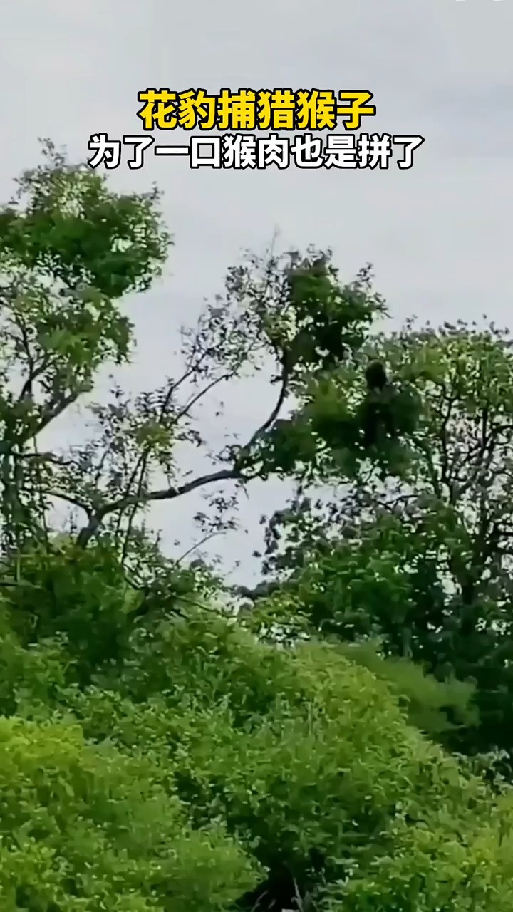 花豹捕猎猴子,为了一口猴肉也是拼了