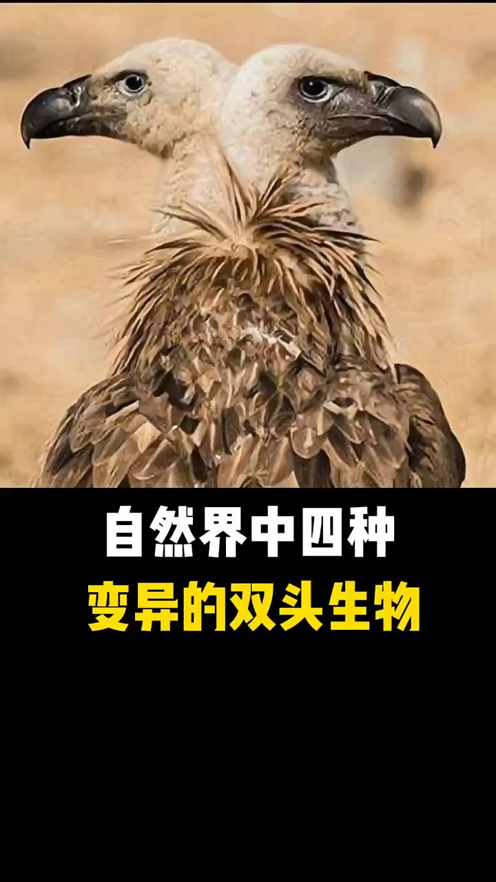 自然界中四种变异的双头生物