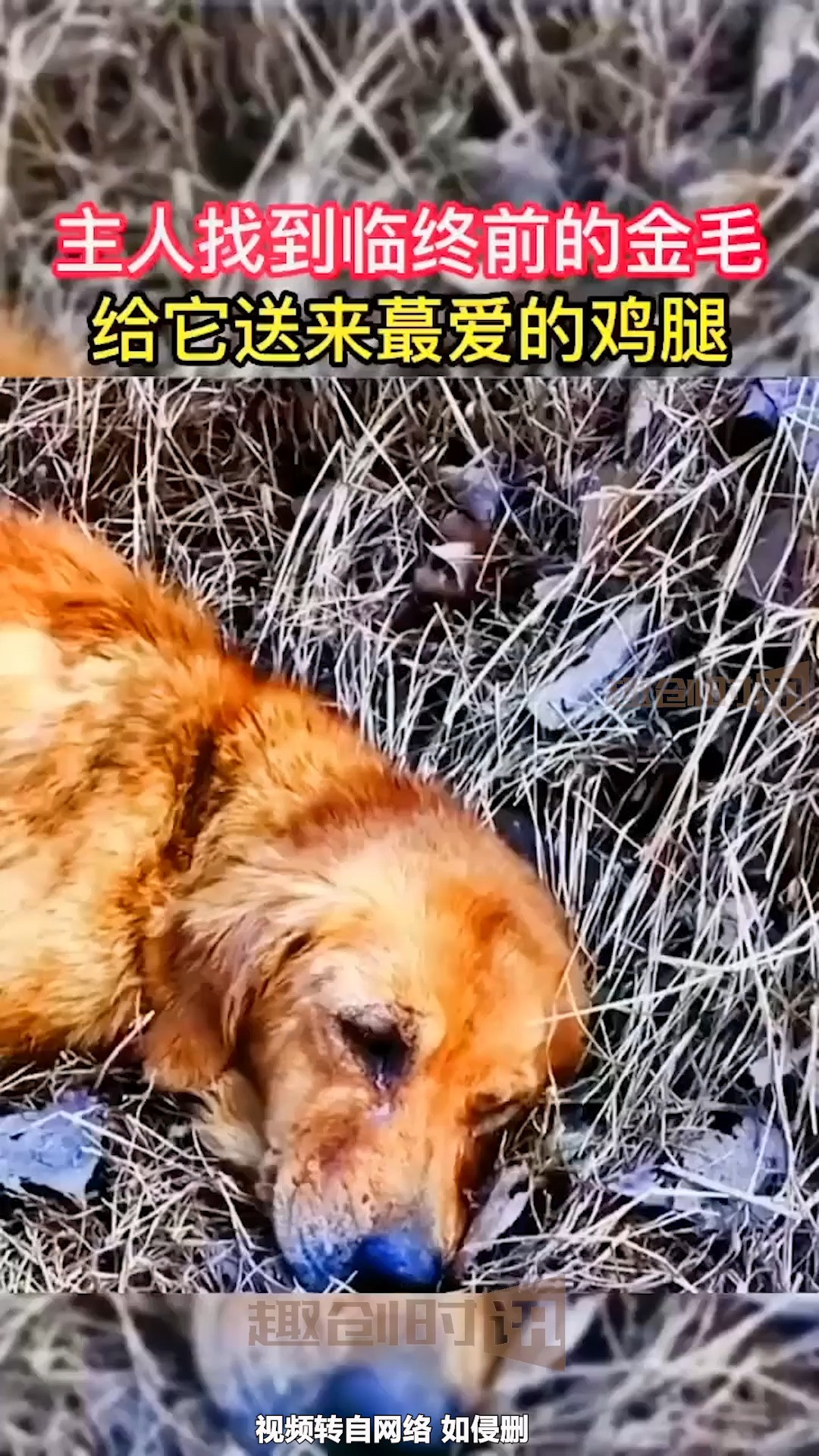 狗狗有时候比人有情 