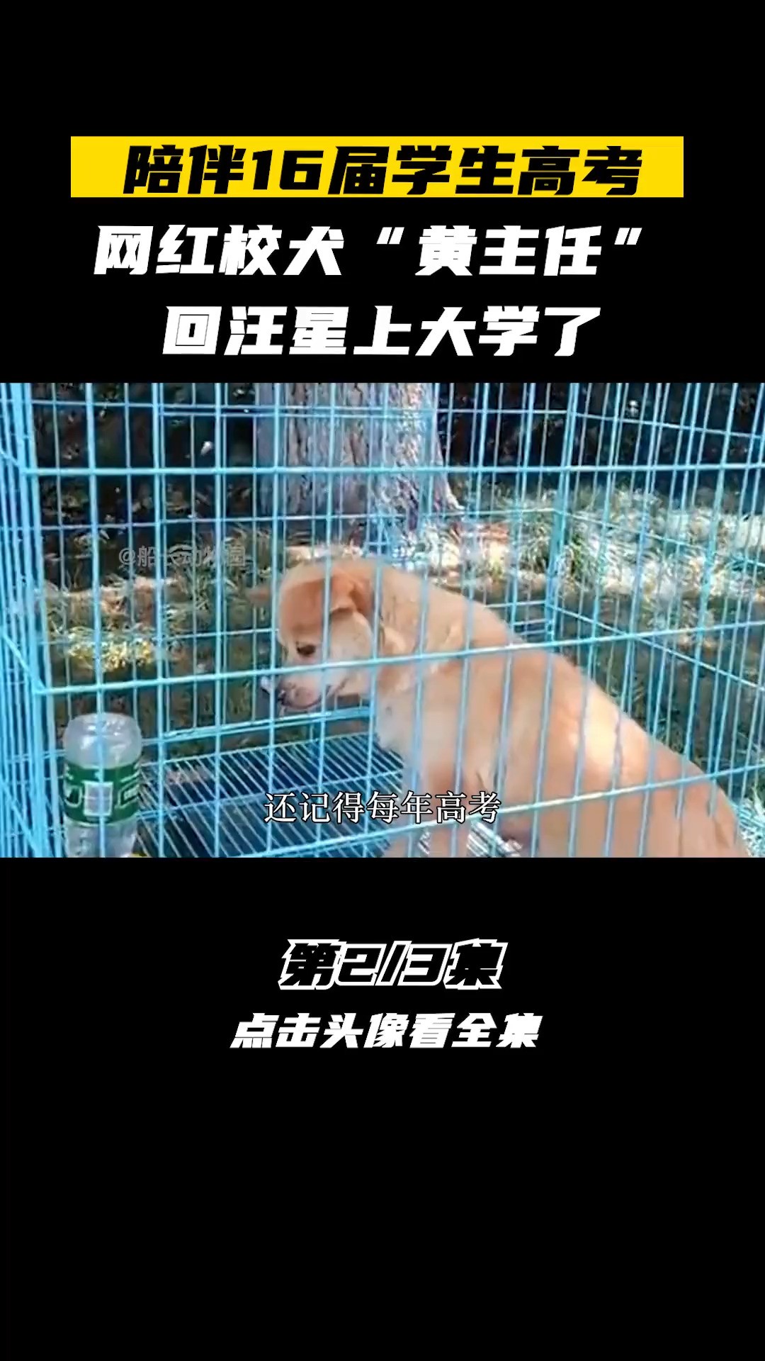 陪伴16届学生高考,网红校犬“黄主任”,回汪星上大学了动物狗狗动物世界狗黄主任