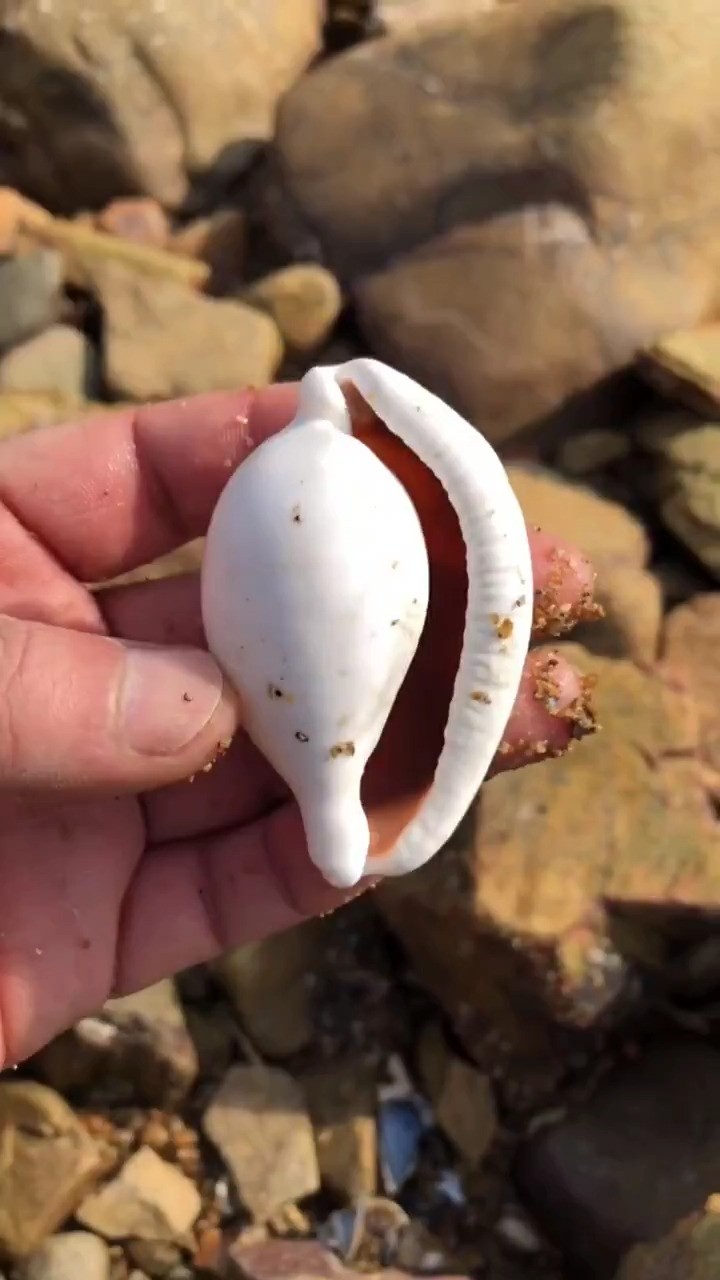 海边赶海抓海鲜,发现了一白色的海螺壳,还有许多奇怪的海洋小生物