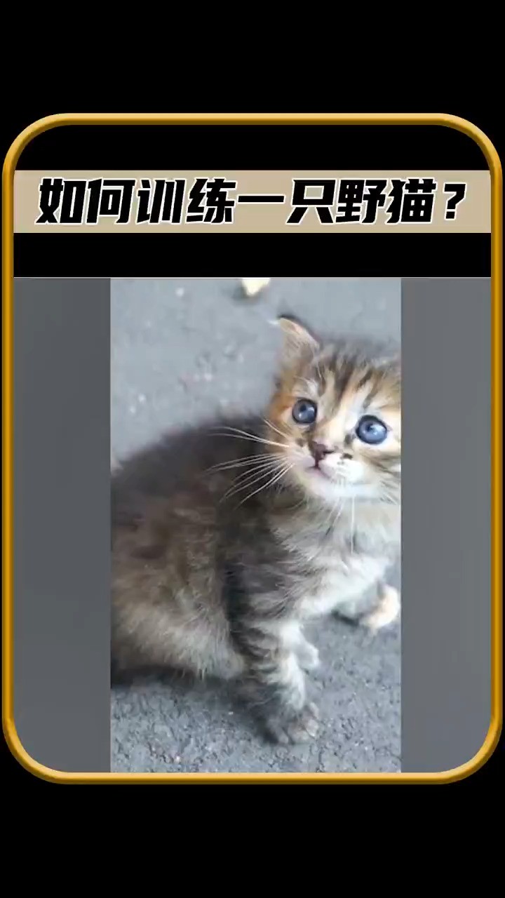 如何训练一只野猫