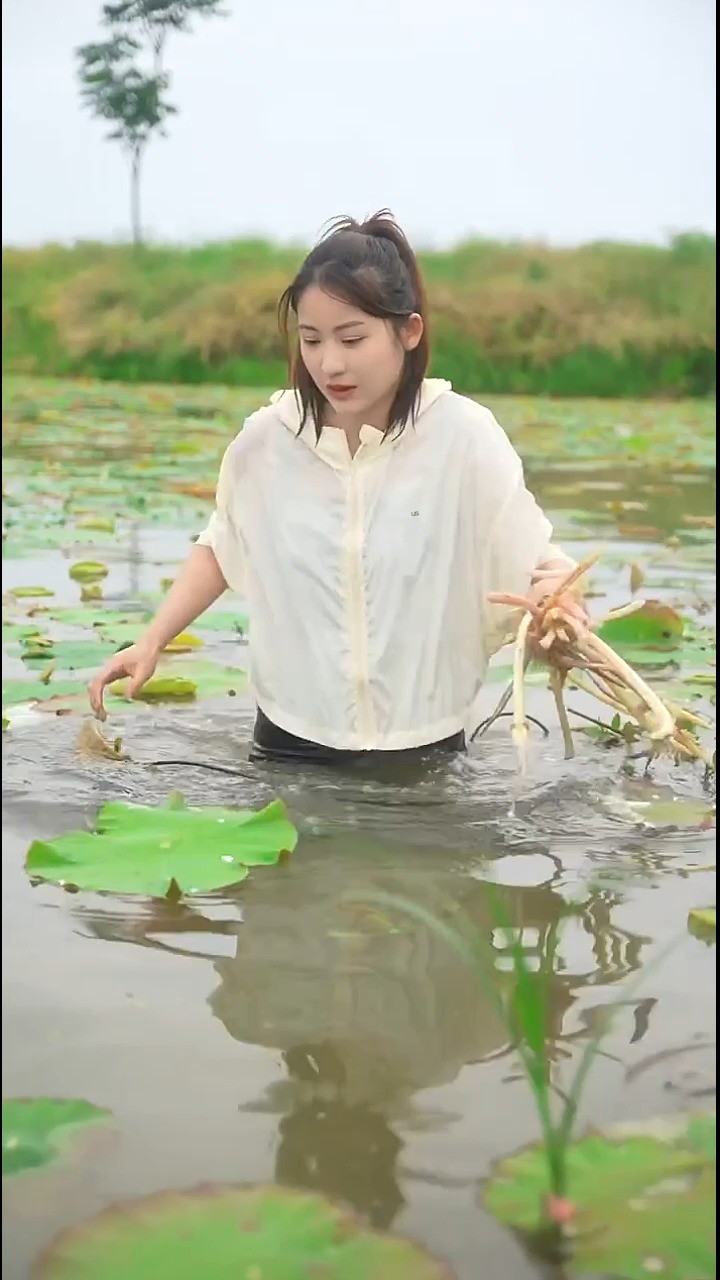 藕带是湖北人夏季餐桌上的一道独特美食,但采摘过程却是那样的艰苦不易