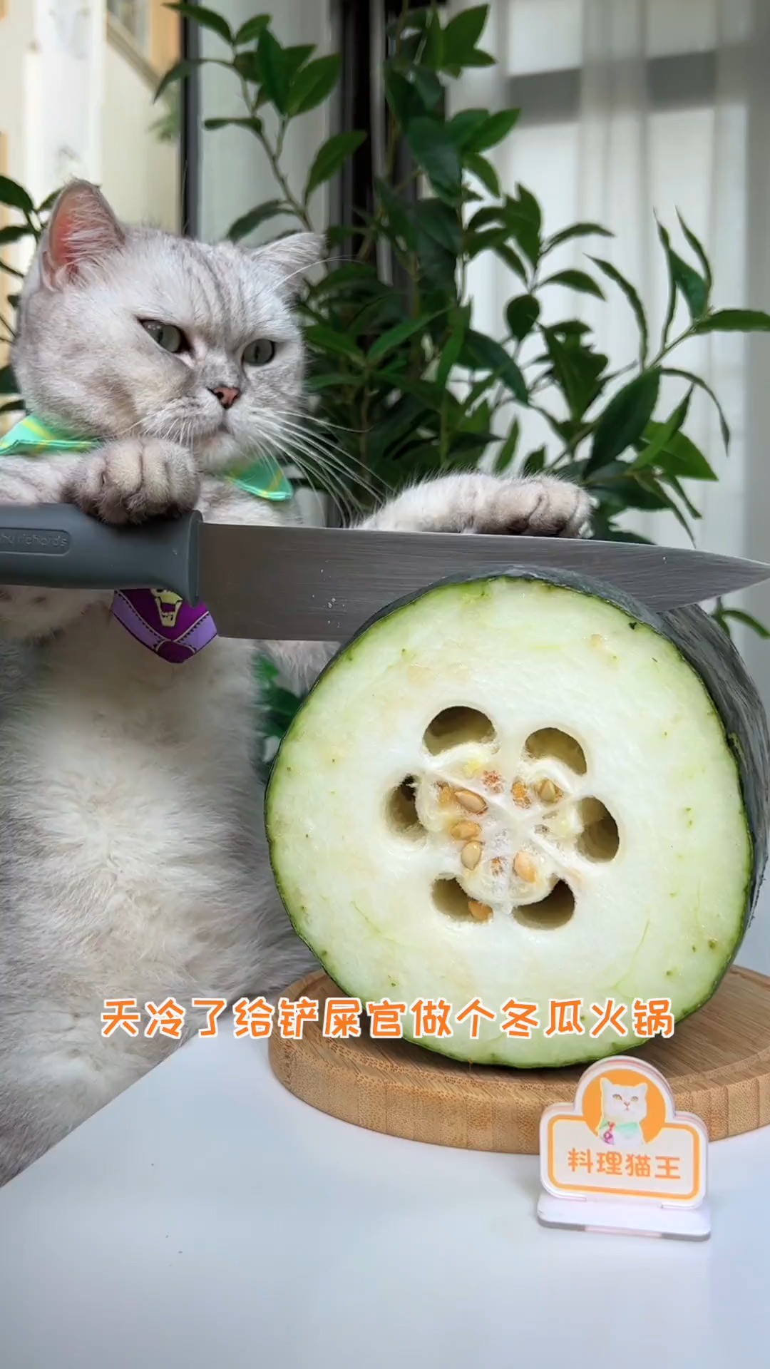 天冷了~赶紧安排一个小火锅!会做饭的猫跟着抖音过周末心动观赛季@抖音周末情报局