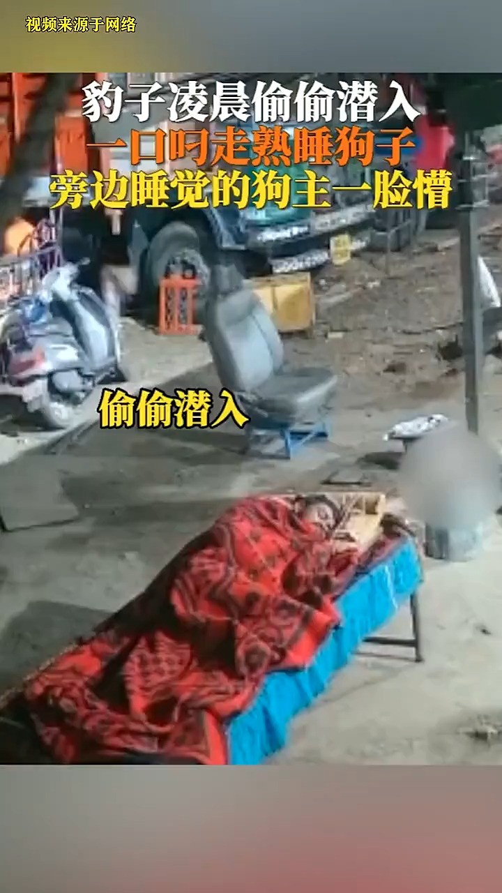 豹子凌晨偷偷潜入,一口呵走熟睡狗子,旁边睡觉的狗主一脸憎