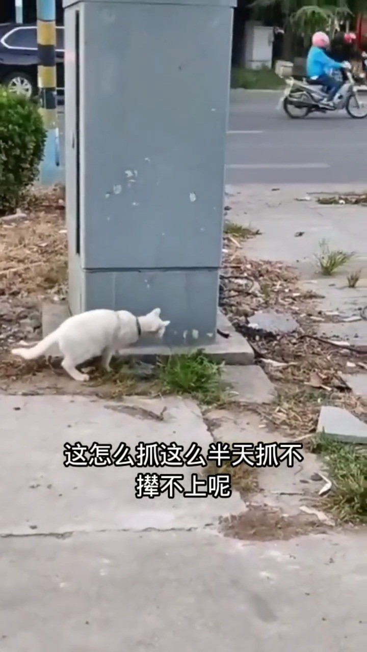 #动物搞笑视频,#猫抓老鼠 