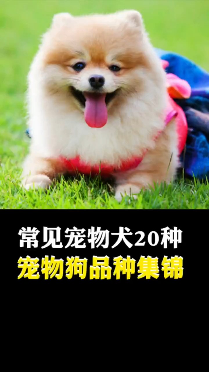 常见宠物犬20中,宠物狗品种集锦.