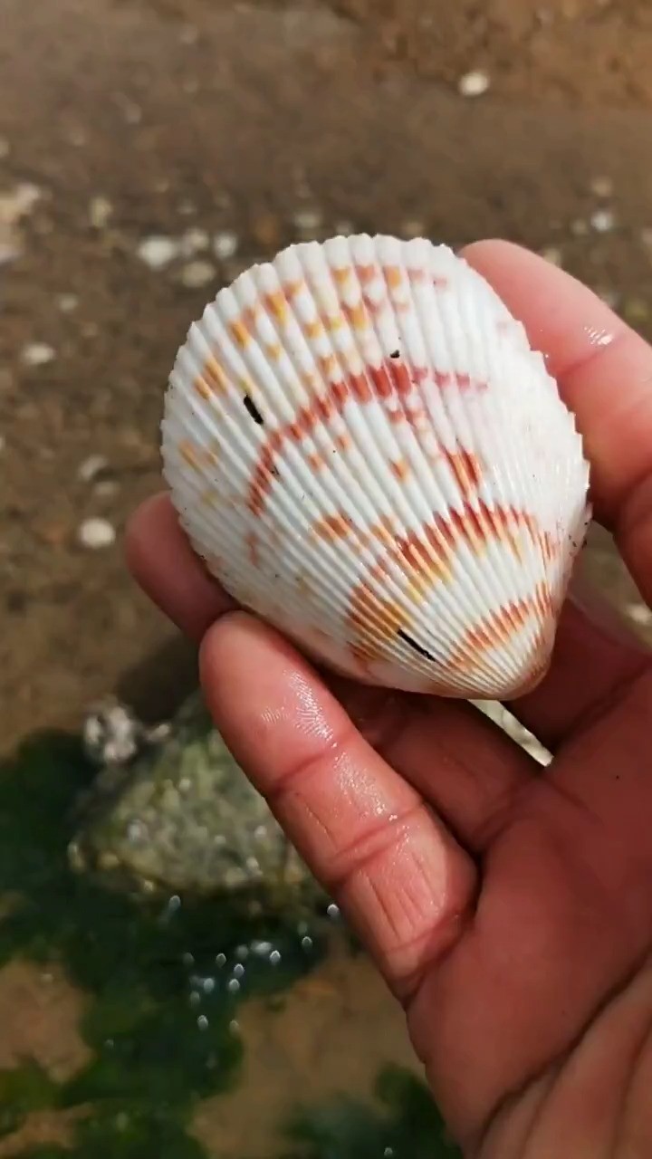 海边赶海抓海鲜,发现了一只白色的扇贝壳,还有许多奇怪的海洋小生物