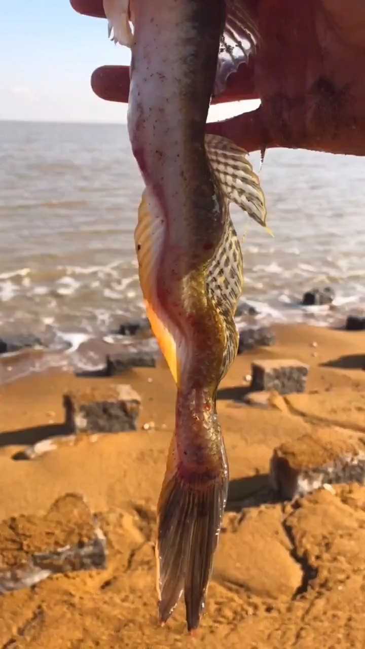 海边赶海抓海鲜,发现了一条奇怪的龙尾,还有许多奇怪的海洋小生物