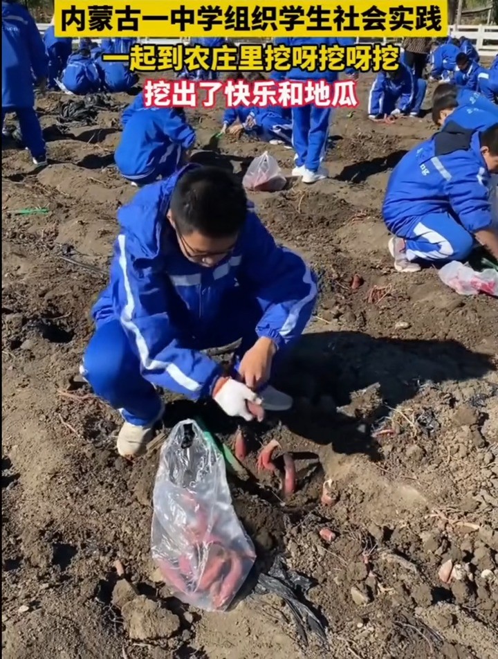 在大大的农庄里面挖呀挖呀挖,挖大大的地瓜𐟍 ,吃甜甜的瓜……(来源:内蒙古日报)#通辽#内蒙古#本地新闻 