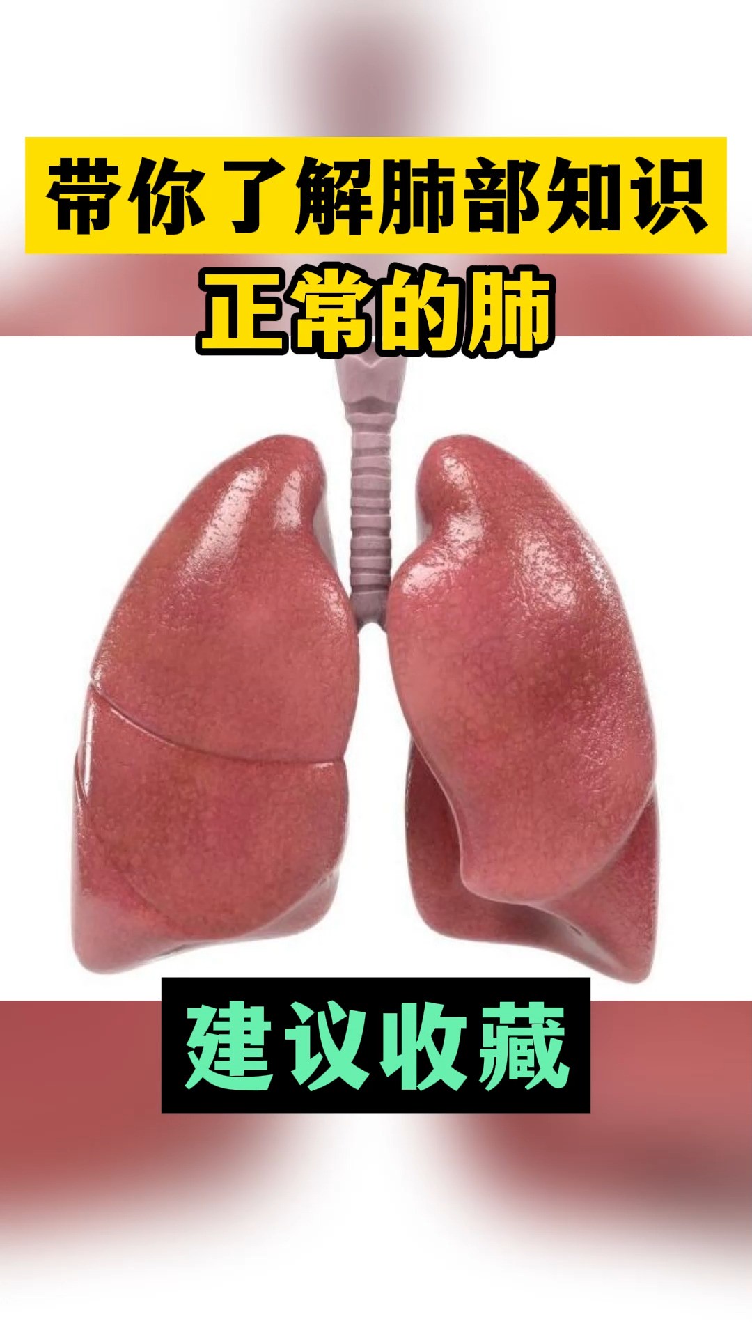 带你了解肺部知识