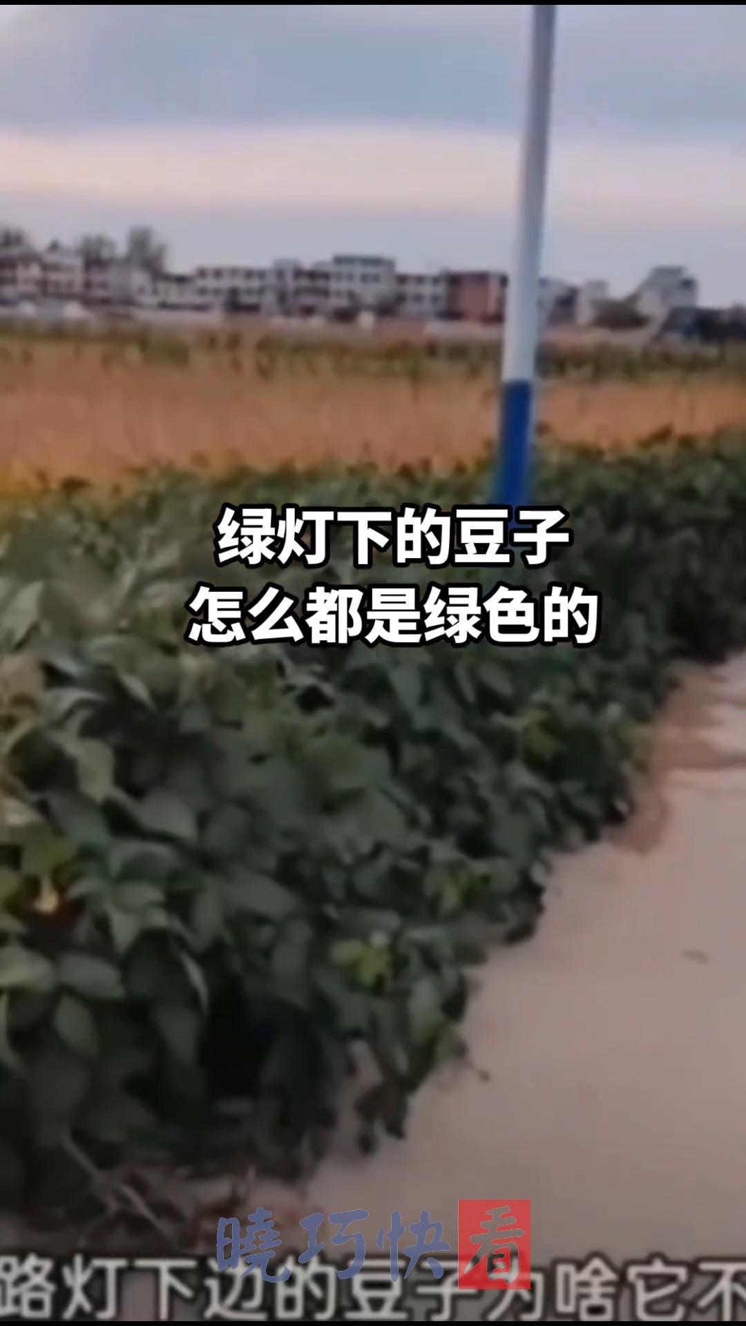 丰收的季节