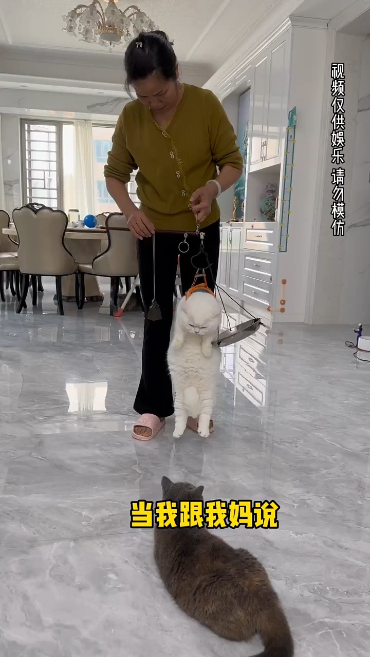 . 原来可以用猪来形容猫咪