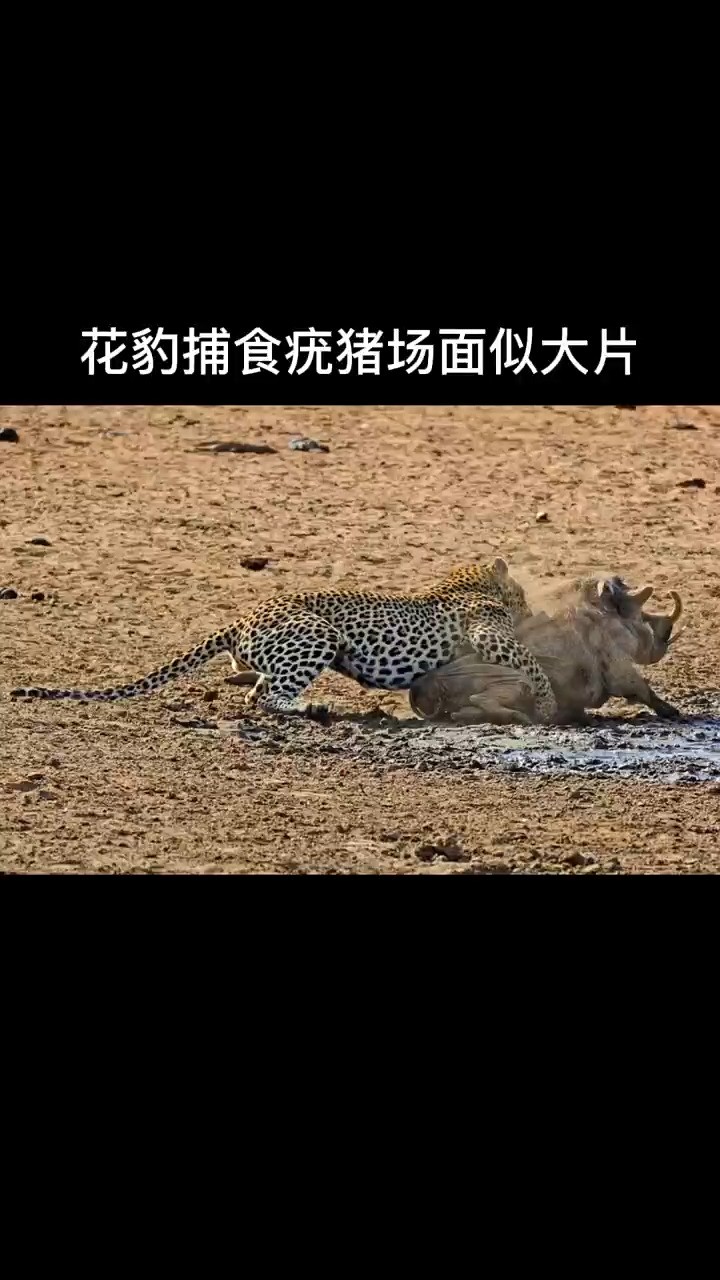 花豹捕食疣猪场面似大片 #花豹