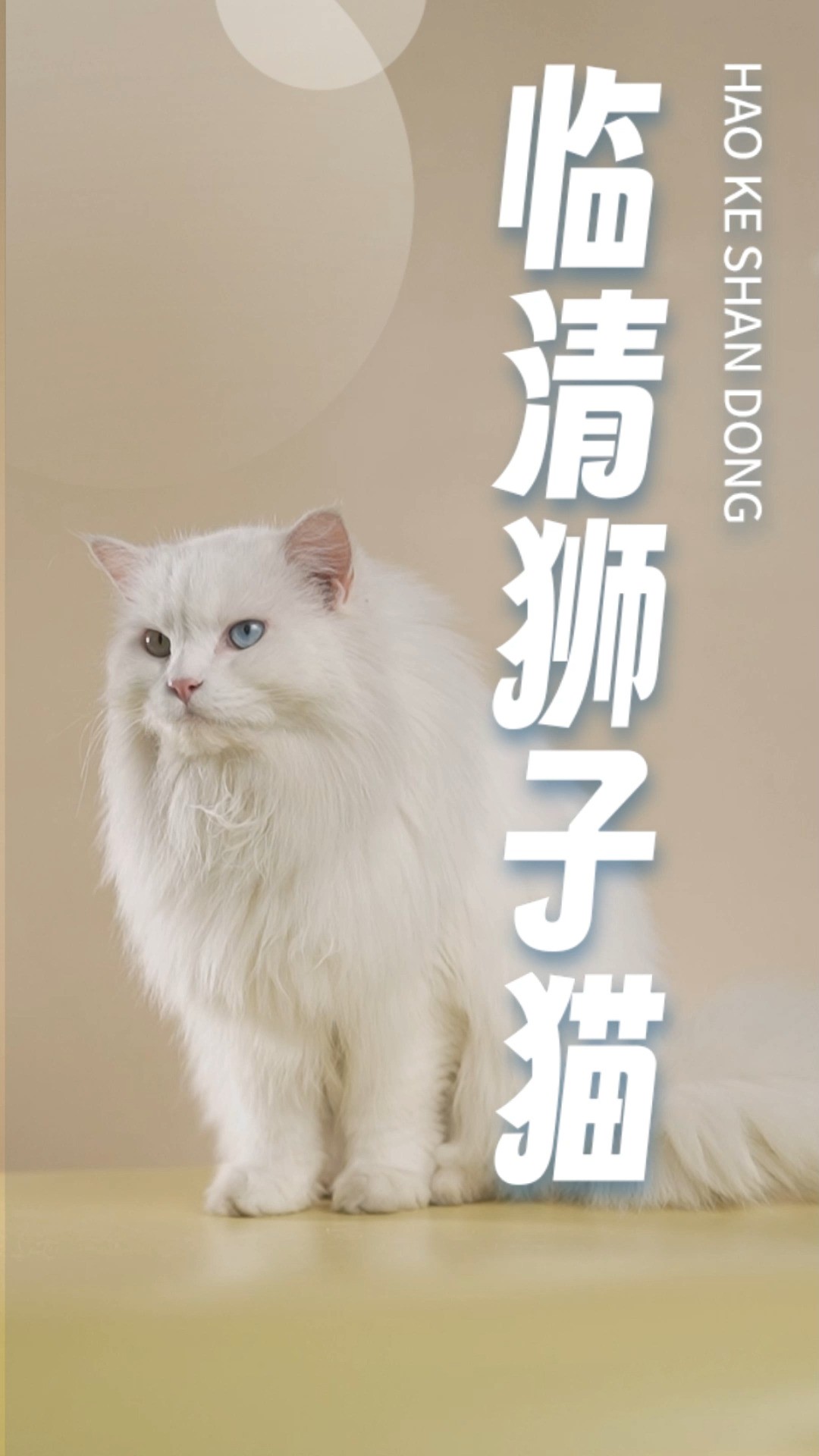 聊城运河沿岸最萌的“铭牌”,竟然是它——临清狮子猫!国产猫咪中的颜值天花板,可爱又活泼,快来撸猫呀!#临清狮子猫#美好中国我的家#最in山东打...