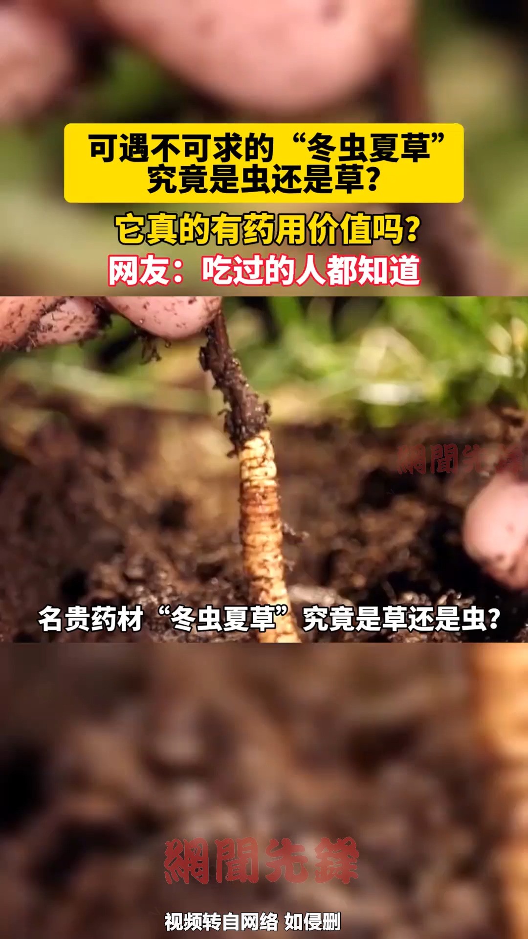 可遇不可求的冬虫夏草究竟是虫还是草?它真的有药用价值吗?