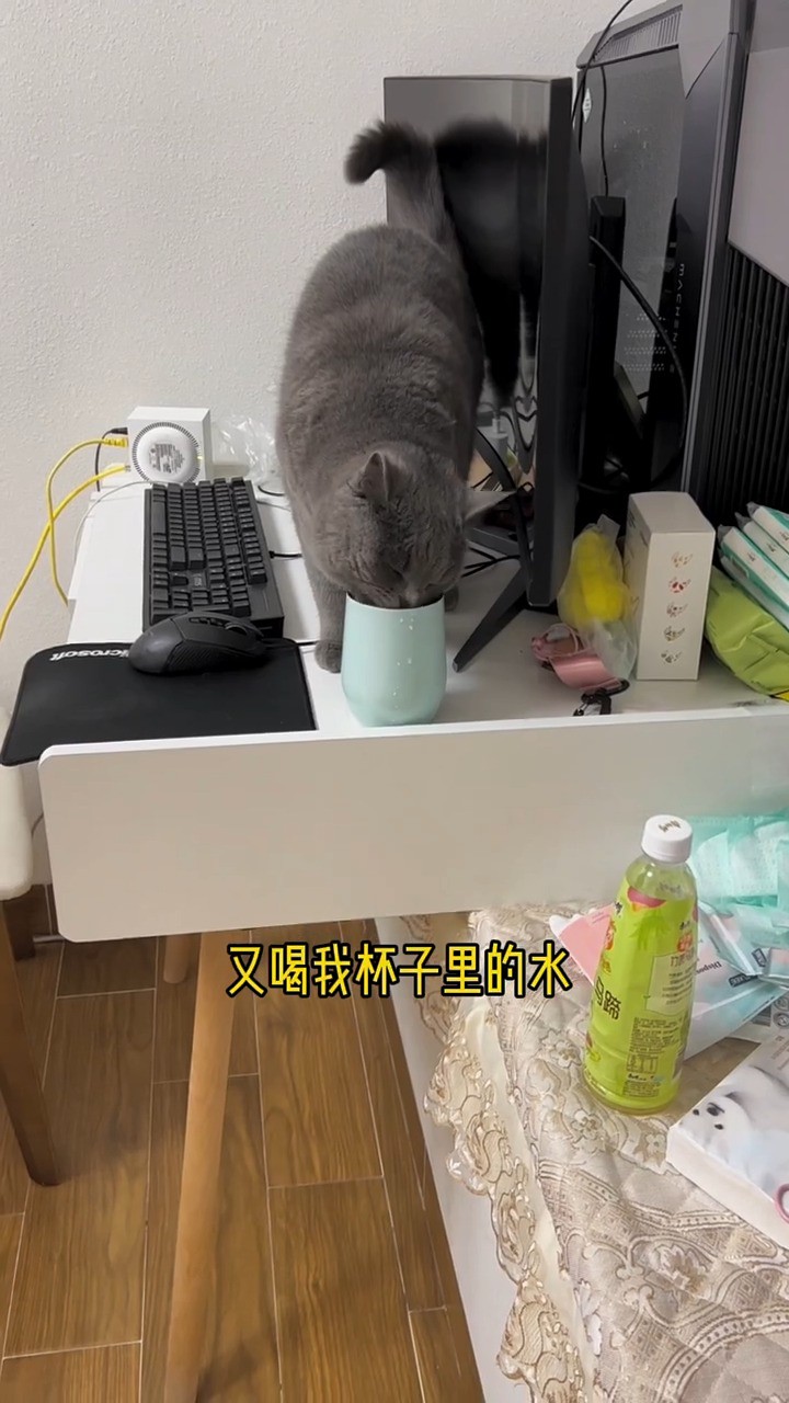 . 以其猫之道 还治其猫之身