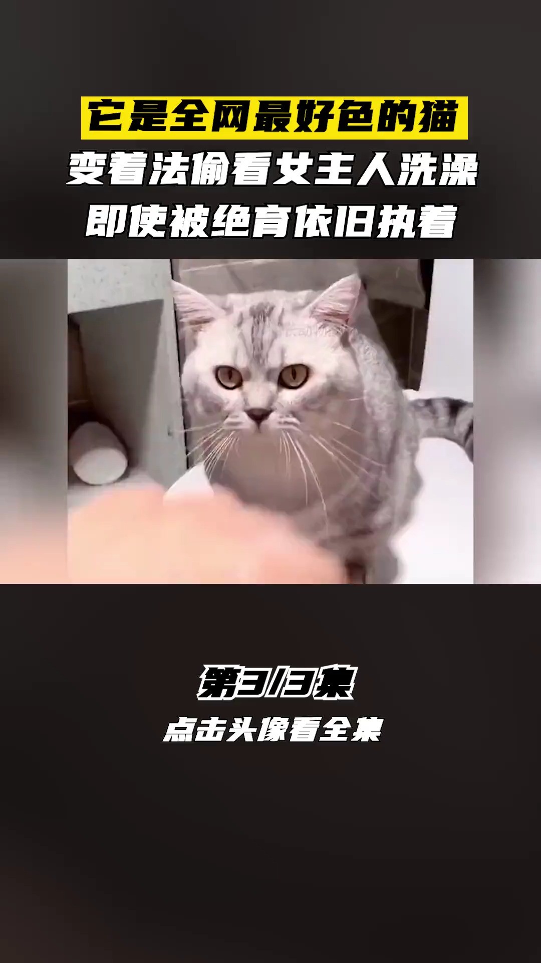 全网最好色的猫,变着法偷看女主人洗澡,即使被绝育依旧执着猫动物的迷惑行为神奇动物在动物成精萌宠