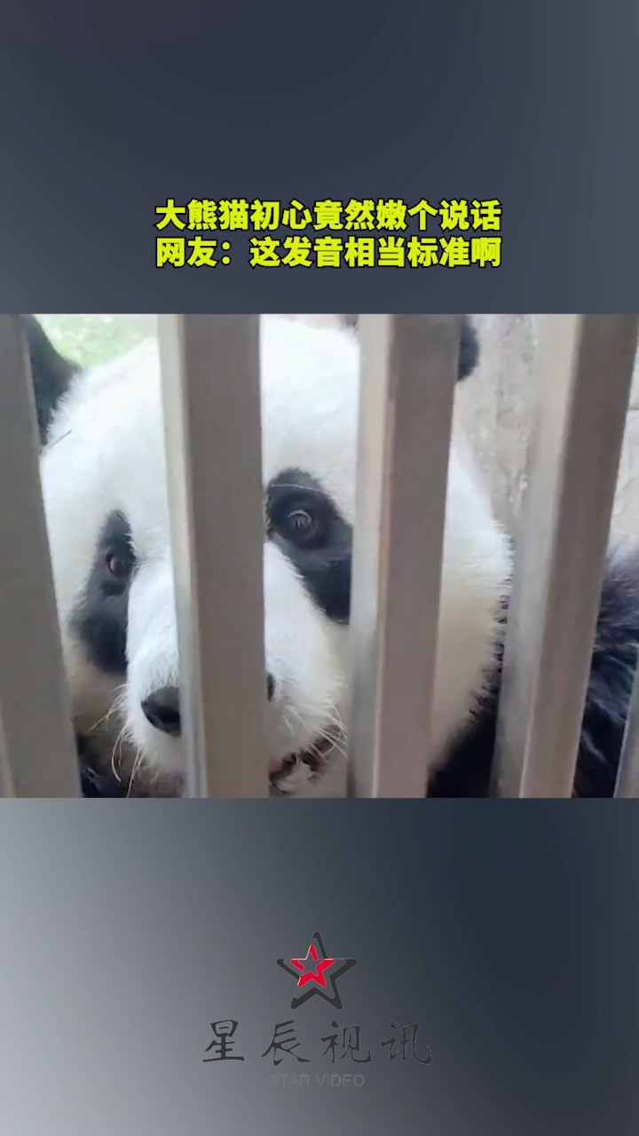 大熊猫初心竟然嫩个说话,网友:这发音相当标准啊