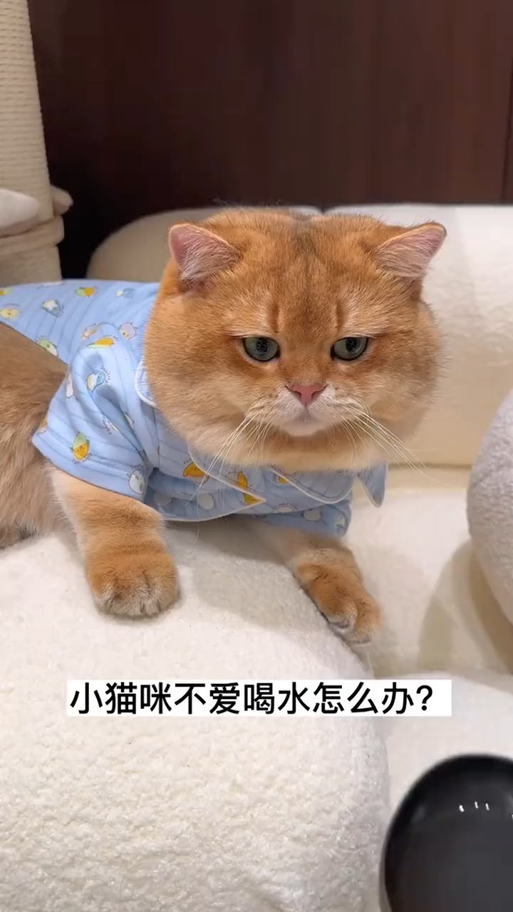 小猫咪不爱喝水怎么办?亲测有效 