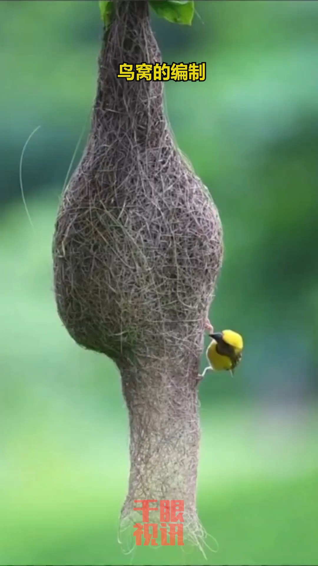 鸟窝的编制