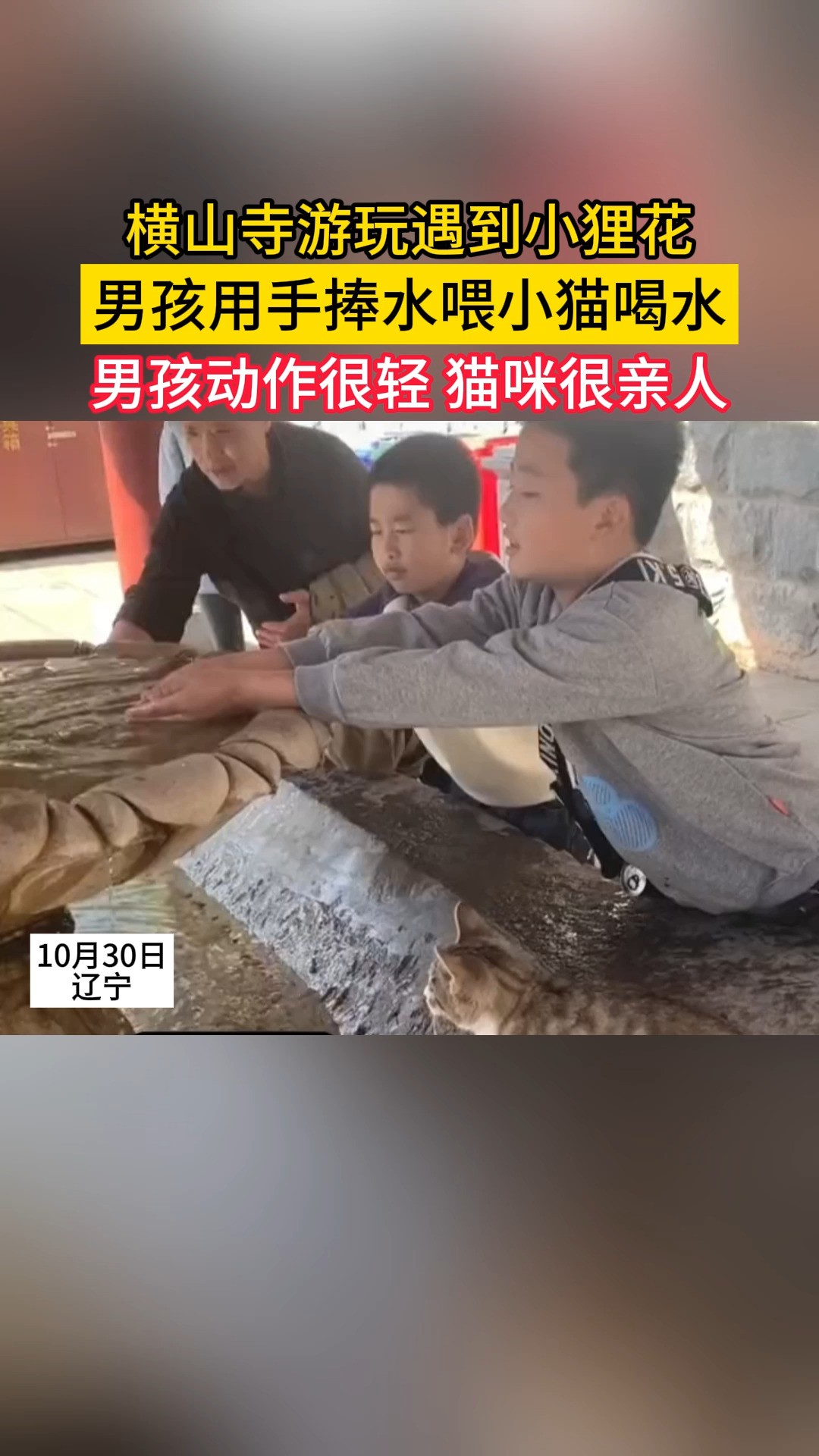 横山寺游玩遇到小狸花,男孩用手捧水喂小猫喝水,男孩动作很轻,猫咪很亲人.#猫咪亲人