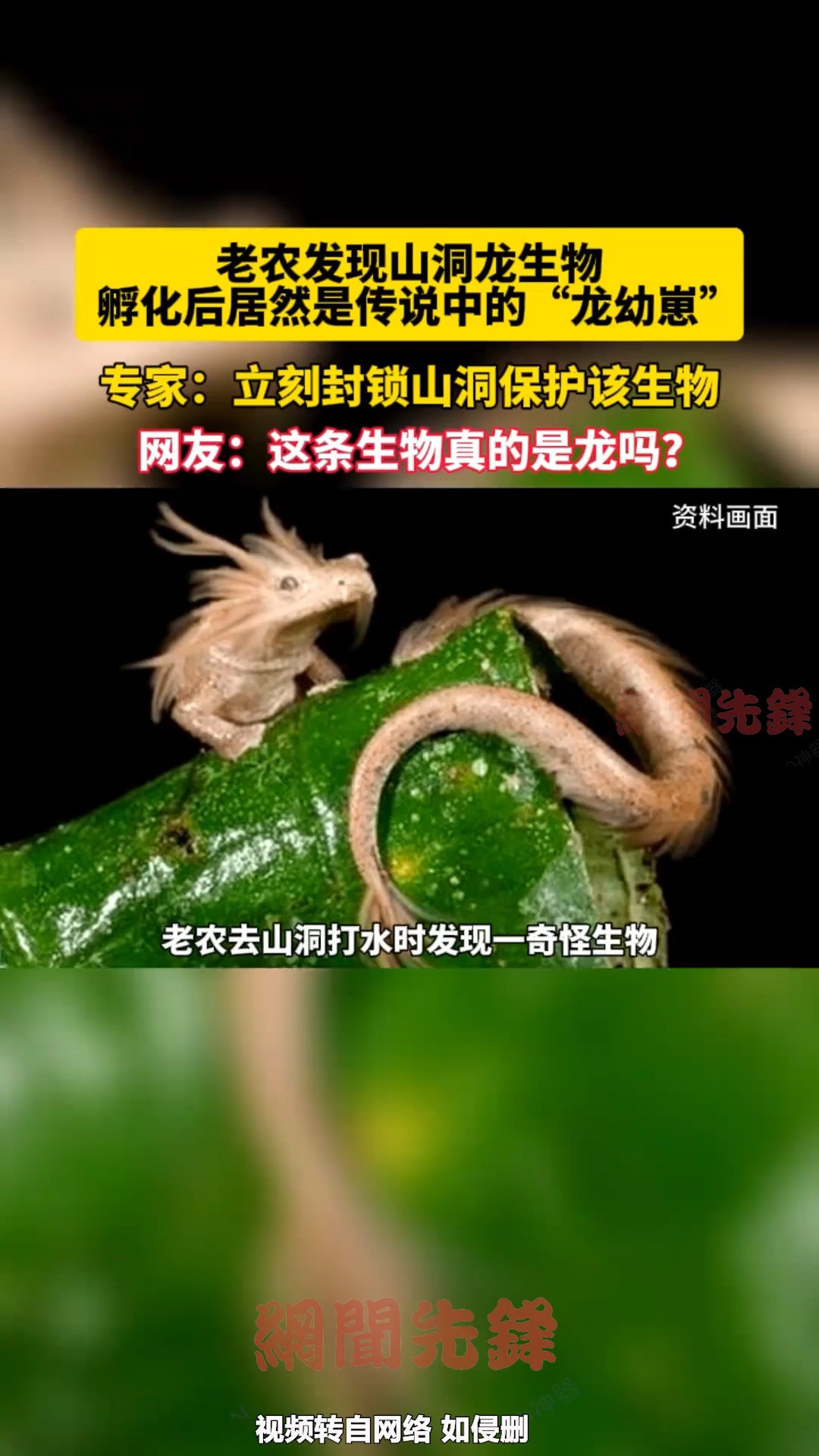 老农发现山洞龙生物!孵化后居然是传说中的“龙幼崽”,专家:立刻封锁山洞保护该生物 